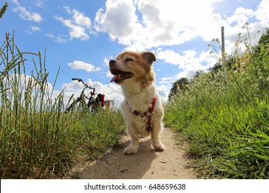 My Little Old Dog Accompanies Me Almost Everywhere. With Over 18 Years He Is Still Interested In His Environment And He Is Glad To Be Able To Be With Me In A Wonderful Nature - Barnim, Bernau, Germany