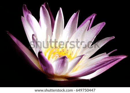 Similar – Cactus flower white violet