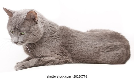 My Lovely Cat On White Background