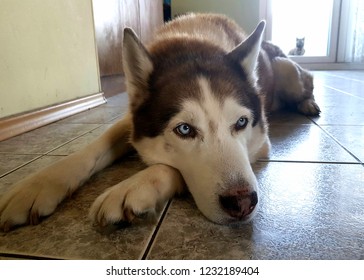 My Lovely Husky Photo Bombed By A Cat