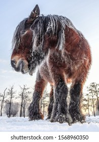 My Once In A Lifetime Experience To Meet This Frozen Horse Changed My View Towards Horses.