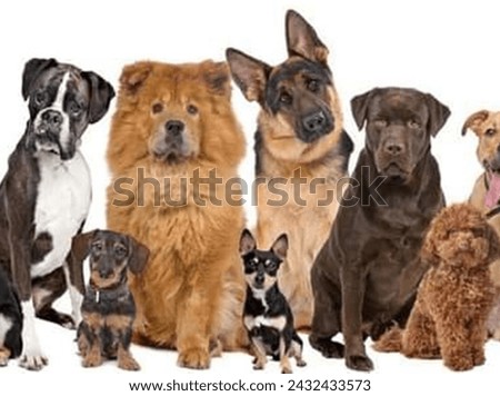 My pet dog family. my child alway play with them and they also guard us and my house.