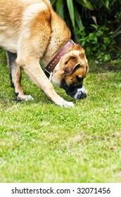 My Pet Dog Sniffing The Ground