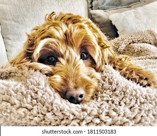 My Playful Puppy Relaxing In Her Favourite Spot