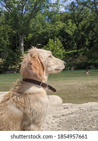 My Puppy At Blanco River