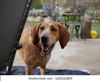 My Red Tick Coon Hound