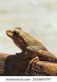 My resident tree frog cotton on my chimnea