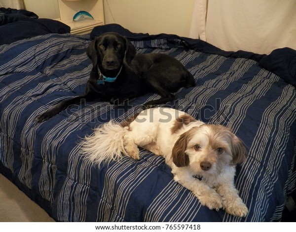 My Very Handsome Dogs Sitting On Stock Photo Edit Now 765597418