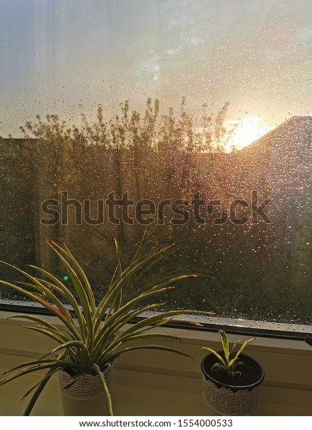 My window view after rain\
