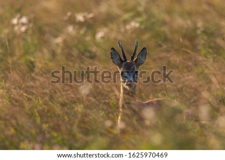 Similar – Image, Stock Photo Deer in cereals Animal