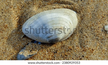 Mya arenaria - shells of a bivalve mollusk - an invader in the Black Sea