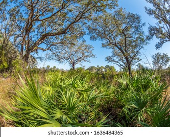 Myakka River State Park In Sarasota  Florida