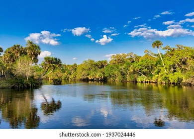 The Myakka River In Venice, Florida.