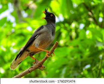 Myan Bird With Green Background