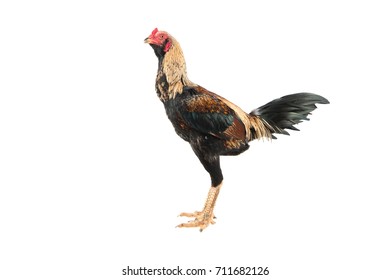 Myanmar Fighting Cock Male Isolated On Stock Photo (Edit Now) 711682126