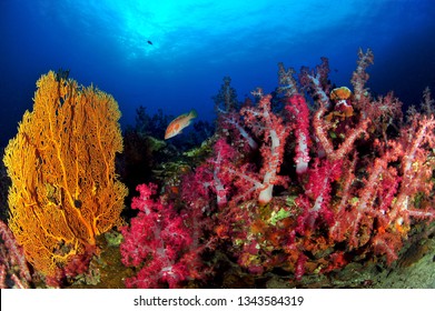 myanmar underwater image - Shutterstock ID 1343584319