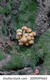 Mycelium Agaric Honey In The Forest Among The Roots Of A Tree Surrounded By Green Moss