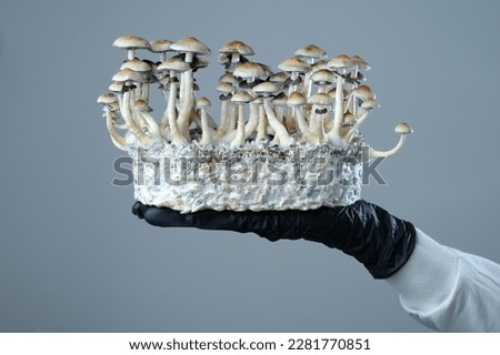 Mycelium block of Psilocybe Cubensis magic mushrooms in a hand on grey background. Foto d'archivio © 