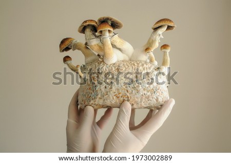 Mycelium block of psilocybin psychedelic mushrooms Golden Teacher. Grower man with Psilocybe Cubensis mushrooms. Macro view, close-up. Micro-dosing concept. Foto d'archivio © 