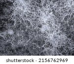 Mycelium fungus, Fusarium euwallaceae. Macro. Background. Texture