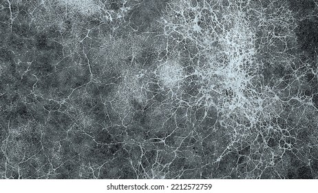 Mycelium fungus, Fusarium euwallaceae. Macro. Background. Texture