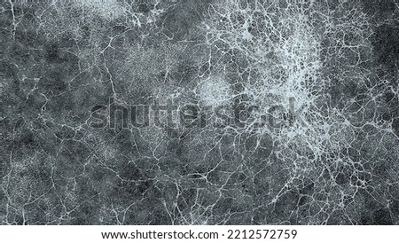 Mycelium fungus, Fusarium euwallaceae. Macro. Background. Texture Foto d'archivio © 