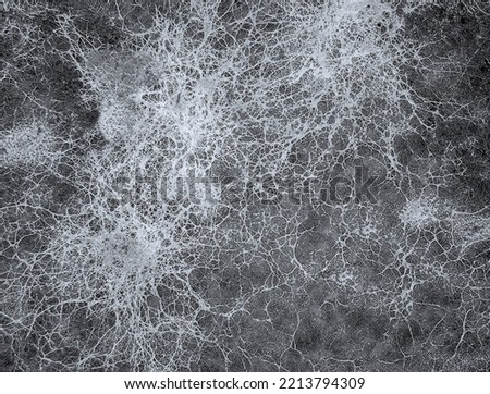 Mycelium fungus, Fusarium euwallaceae. Macro. Background. Texture