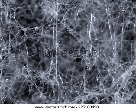 Mycelium fungus, Fusarium euwallaceae. Macro. Background. Texture Foto d'archivio © 