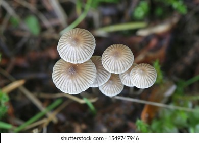 25 Mycena cinerella Images, Stock Photos & Vectors | Shutterstock