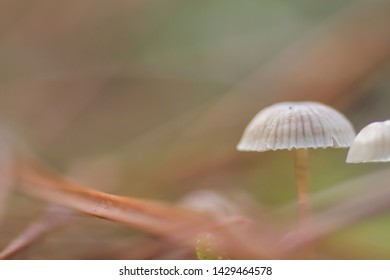 25 Mycena cinerella Images, Stock Photos & Vectors | Shutterstock