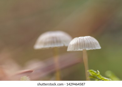 25 Mycena cinerella Images, Stock Photos & Vectors | Shutterstock