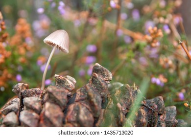 25 Mycena cinerella Images, Stock Photos & Vectors | Shutterstock