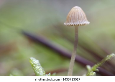 25 Mycena cinerella Images, Stock Photos & Vectors | Shutterstock