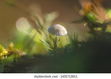 25 Mycena cinerella Images, Stock Photos & Vectors | Shutterstock