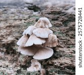 Mycena galericulata is a mushroom species commonly known as the common bonnet. The species of the genus Mycena were first scientifically described in 1772, but were not considered Mycena until 1821.