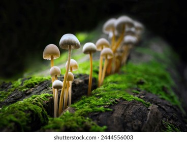 Mycena inclinata (clustered bonet) mashrooms 4k photo (pic and drop) . - Powered by Shutterstock