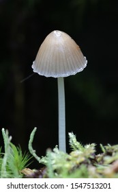 Mycena metata, a bonnet mushroom from Finland
