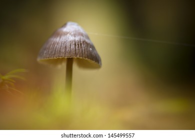 Mycena mushroom in forest autumn ambiance, Vosges, France