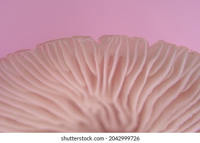 Mycena Rosea, Rosy Bonnet, Pink Mushroom On Studio Light And Pink Background Macro Gills