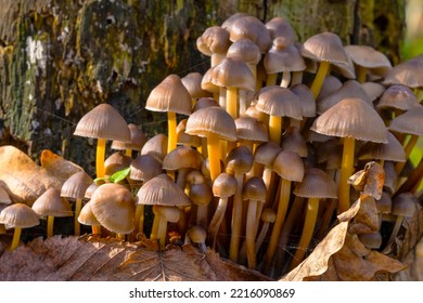 Mycena Tricholomataceae. Low Depth Of Field. Morning Light. Macro Photo. Large Group Of Mushrooms. Forest In Autumn. Poisonous Toadstool Mushrooms.