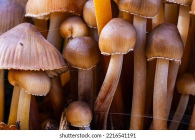 Mycena Tricholomataceae. Low Depth Of Field. Morning Light. Macro Photo. Large Group Of Mushrooms. Forest In Autumn. Poisonous Toadstool Mushrooms.