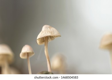 25 Mycena cinerella Images, Stock Photos & Vectors | Shutterstock