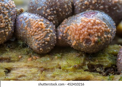 Mycetozoa
