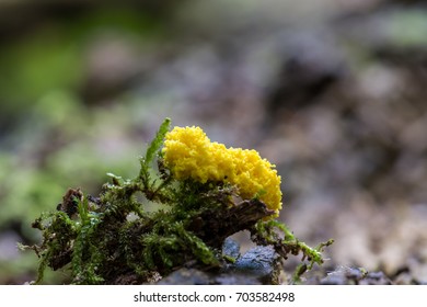 Mycetozoa Fuligo Septica