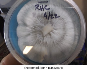 Mycology, Various Isolated Mycelium Cultures.