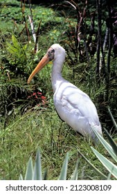 Mycteria Cinerea - Milky Stork