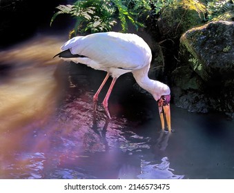 Mycteria Cinerea - Milky Stork