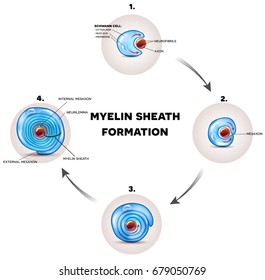 myelin sheath formation detailed illustration it surrounds the axon of nerve cell forming fatty