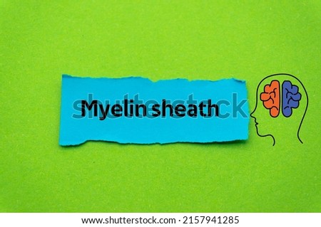 Myelin sheath.The word is written on a slip of colored paper. Psychological terms, psychologic words, Spiritual terminology. psychiatric research. Mental Health Buzzwords.