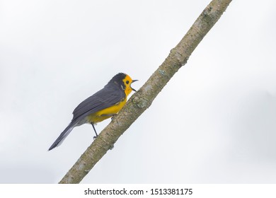 Myioborus Ornatus Parulidae Bird Yellow